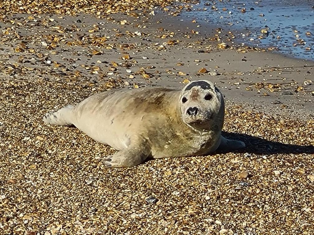 Seaspray Guest House Weymouth Buitenkant foto
